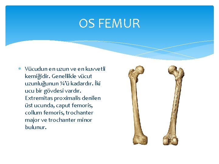OS FEMUR Vücudun en uzun ve en kuvvetli kemiğidir. Genellikle vücut uzunluğunun ¼’ü kadardır.