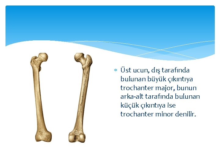  Üst ucun, dış tarafında bulunan büyük çıkıntıya trochanter major, bunun arka-alt tarafında bulunan