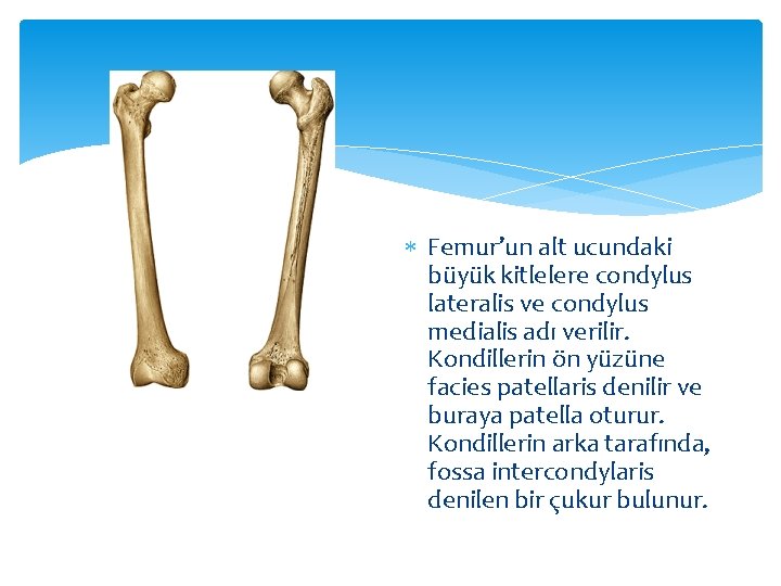  Femur’un alt ucundaki büyük kitlelere condylus lateralis ve condylus medialis adı verilir. Kondillerin