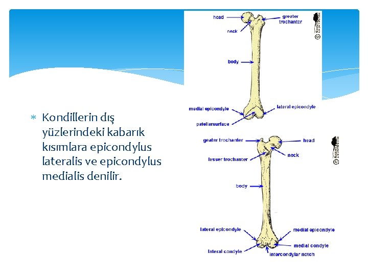  Kondillerin dış yüzlerindeki kabarık kısımlara epicondylus lateralis ve epicondylus medialis denilir. 