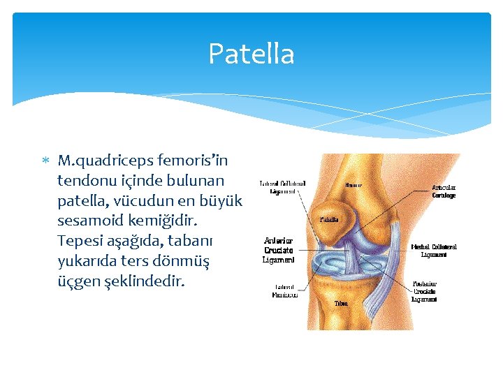 Patella M. quadriceps femoris’in tendonu içinde bulunan patella, vücudun en büyük sesamoid kemiğidir. Tepesi