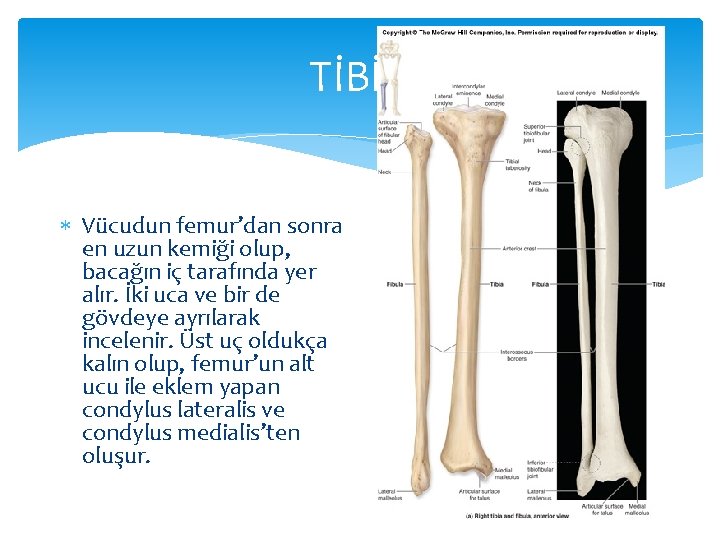 TİBİA Vücudun femur’dan sonra en uzun kemiği olup, bacağın iç tarafında yer alır. İki