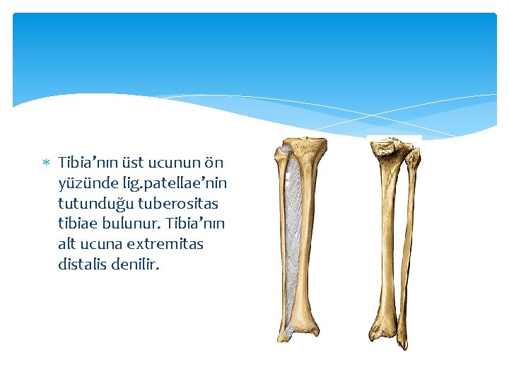  Tibia’nın üst ucunun ön yüzünde lig. patellae’nin tutunduğu tuberositas tibiae bulunur. Tibia’nın alt