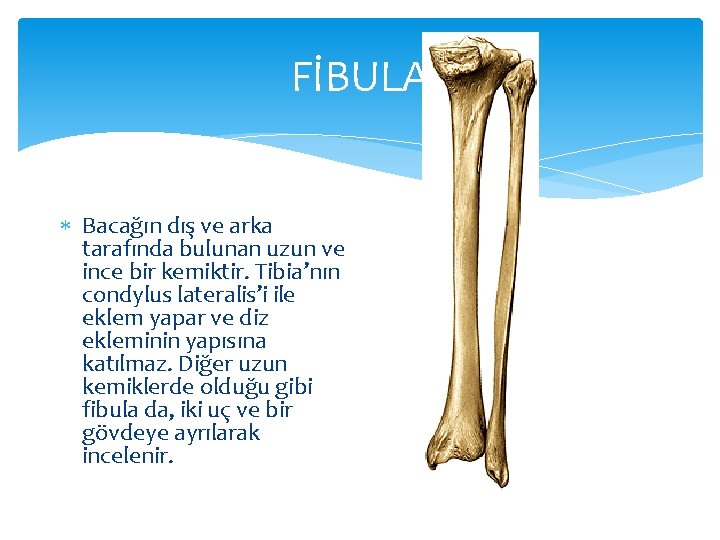 FİBULA Bacağın dış ve arka tarafında bulunan uzun ve ince bir kemiktir. Tibia’nın condylus