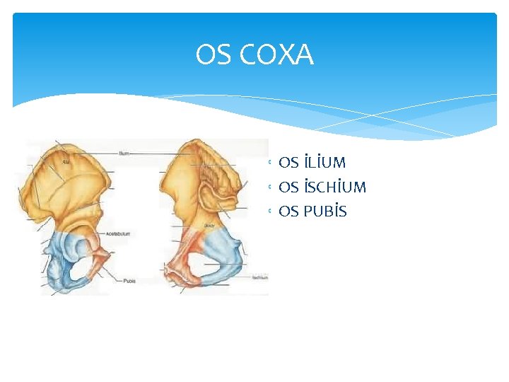 OS COXA OS İLİUM OS İSCHİUM OS PUBİS 