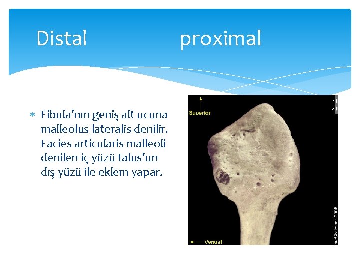 Distal Fibula’nın geniş alt ucuna malleolus lateralis denilir. Facies articularis malleoli denilen iç yüzü