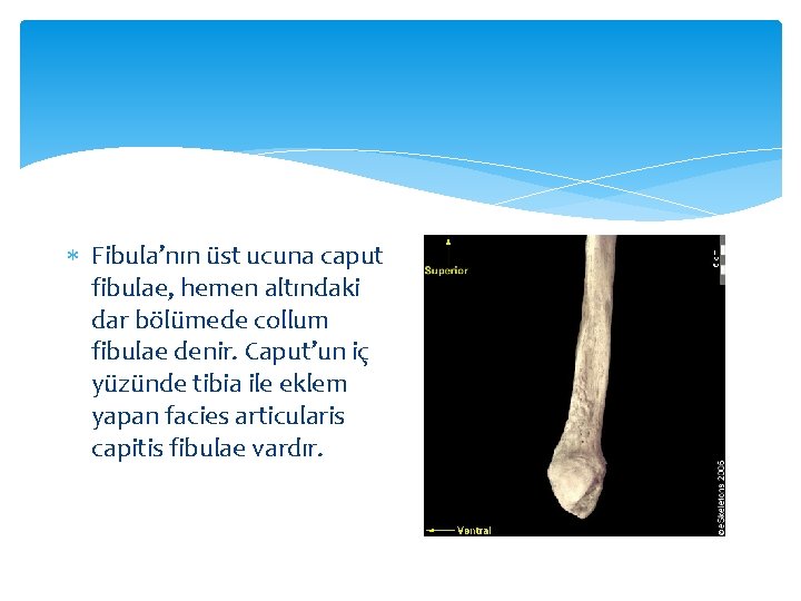  Fibula’nın üst ucuna caput fibulae, hemen altındaki dar bölümede collum fibulae denir. Caput’un