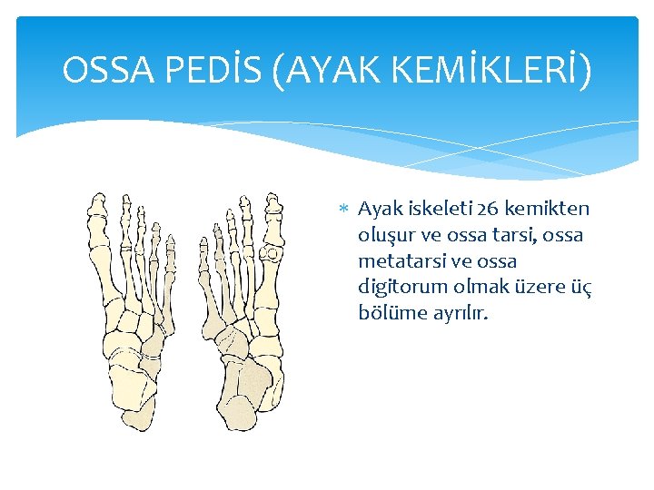 OSSA PEDİS (AYAK KEMİKLERİ) Ayak iskeleti 26 kemikten oluşur ve ossa tarsi, ossa metatarsi