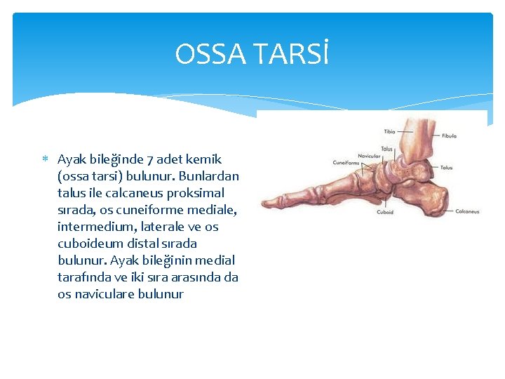 OSSA TARSİ Ayak bileğinde 7 adet kemik (ossa tarsi) bulunur. Bunlardan talus ile calcaneus