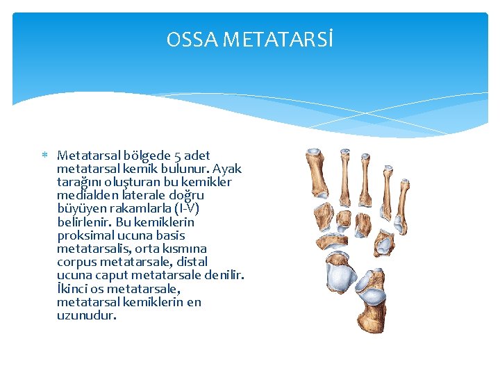 OSSA METATARSİ Metatarsal bölgede 5 adet metatarsal kemik bulunur. Ayak tarağını oluşturan bu kemikler