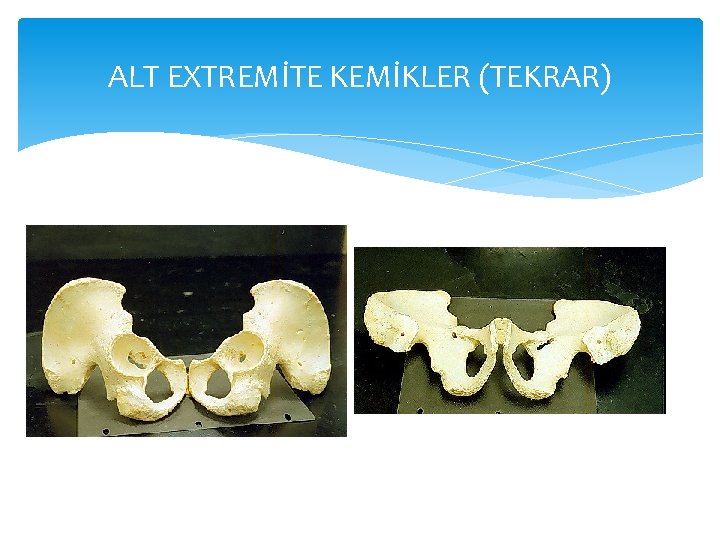 ALT EXTREMİTE KEMİKLER (TEKRAR) 