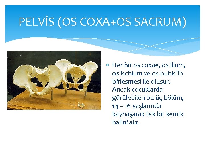 PELVİS (OS COXA+OS SACRUM) Her bir os coxae, os ilium, os ischium ve os