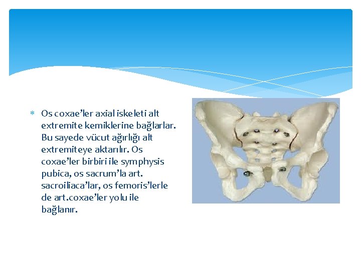  Os coxae’ler axial iskeleti alt extremite kemiklerine bağlarlar. Bu sayede vücut ağırlığı alt