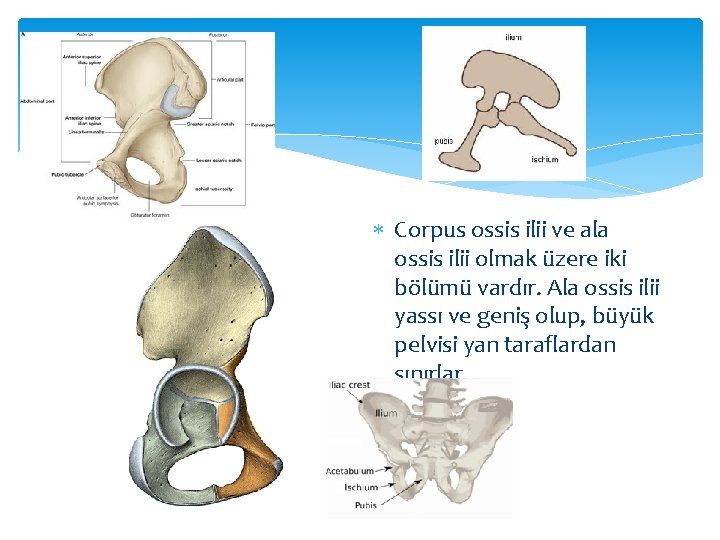  Corpus ossis ilii ve ala ossis ilii olmak üzere iki bölümü vardır. Ala
