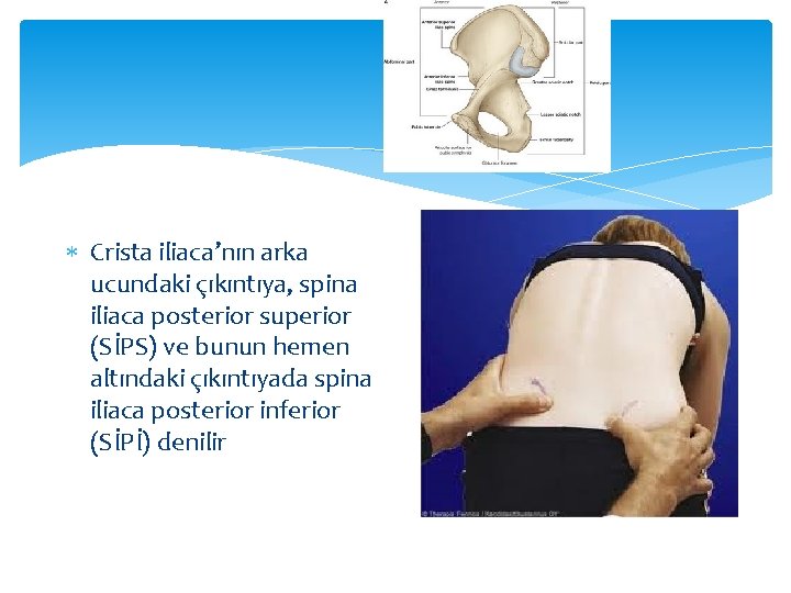  Crista iliaca’nın arka ucundaki çıkıntıya, spina iliaca posterior superior (SİPS) ve bunun hemen