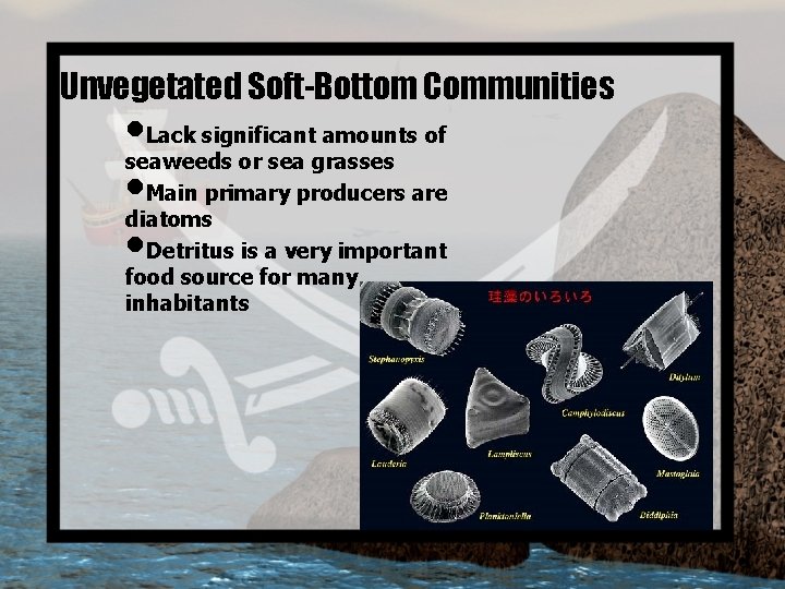 Unvegetated Soft-Bottom Communities • Lack significant amounts of seaweeds or sea grasses • Main