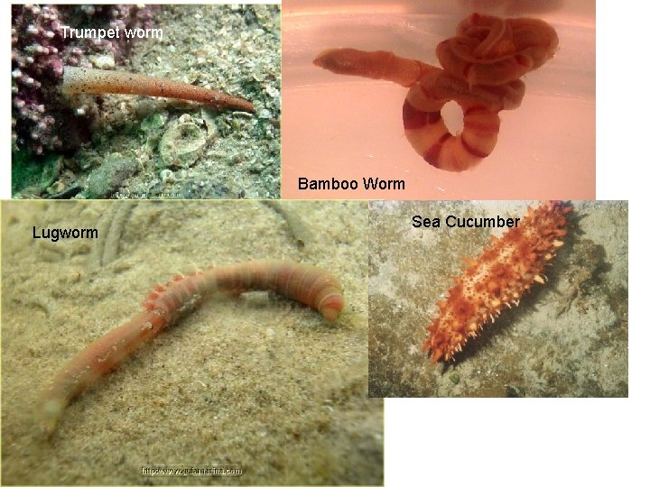 Trumpet worm Bamboo Worm Lugworm Sea Cucumber 