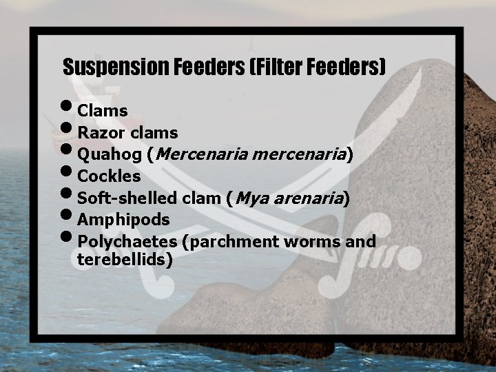 Suspension Feeders (Filter Feeders) • Clams • Razor clams • Quahog (Mercenaria mercenaria) •