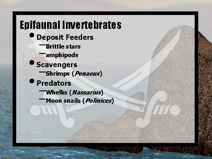 Epifaunal Invertebrates • Deposit Feeders –Brittle stars –amphipods • Scavengers –Shrimps (Penaeus) • Predators