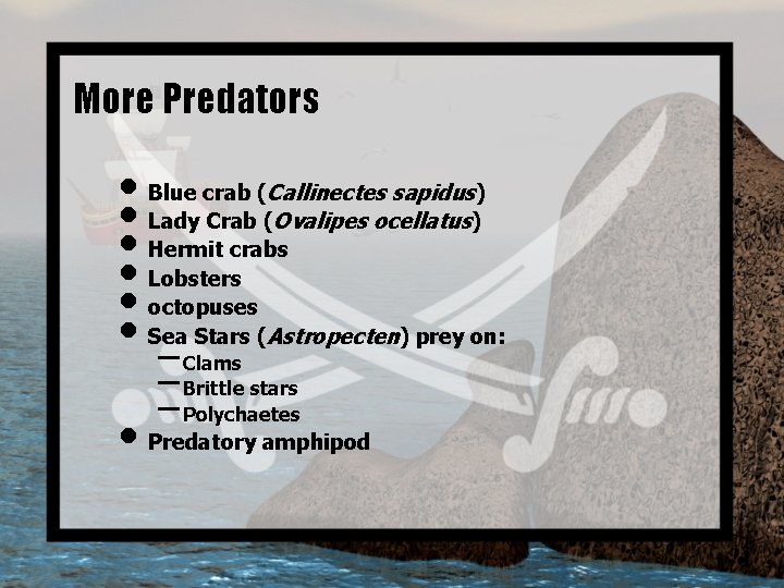 More Predators • Blue crab (Callinectes sapidus) • Lady Crab (Ovalipes ocellatus) • Hermit