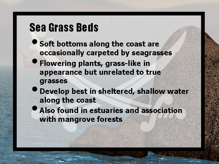 Sea Grass Beds • Soft bottoms along the coast are occasionally carpeted by seagrasses
