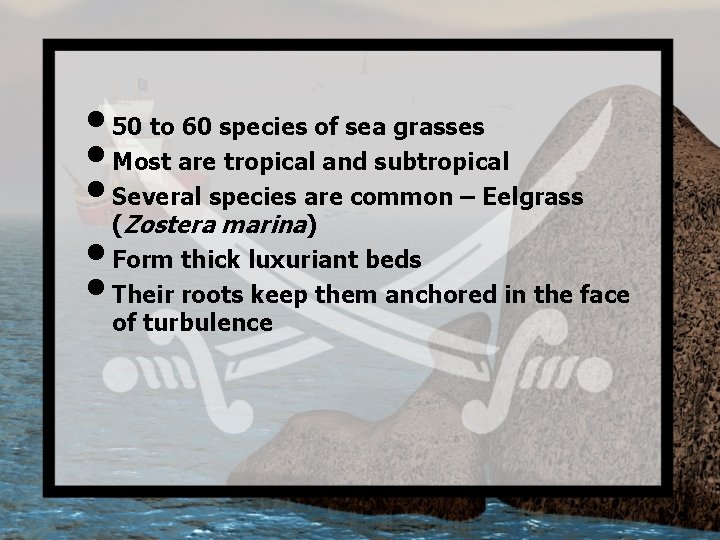  • 50 to 60 species of sea grasses • Most are tropical and