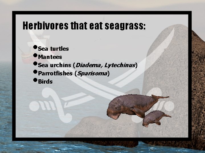 Herbivores that eat seagrass: • Sea turtles • Mantees • Sea urchins (Diadema, Lytechinus)