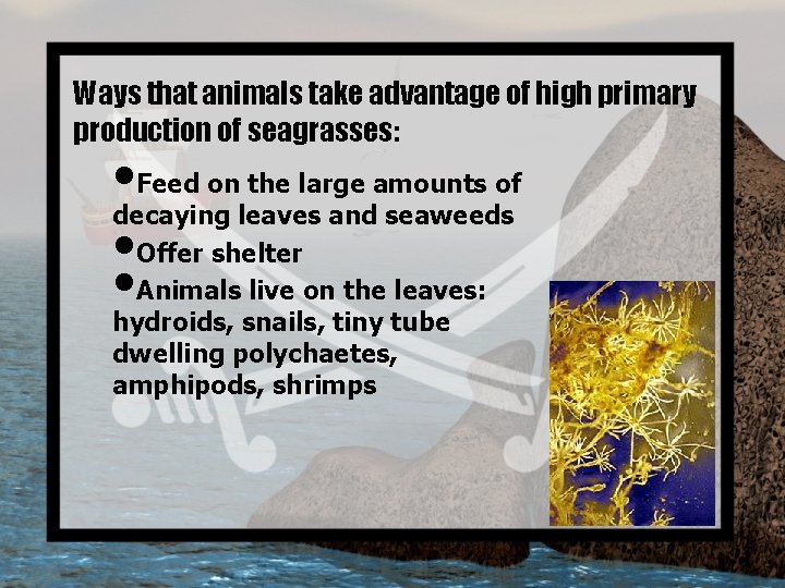 Ways that animals take advantage of high primary production of seagrasses: • Feed on