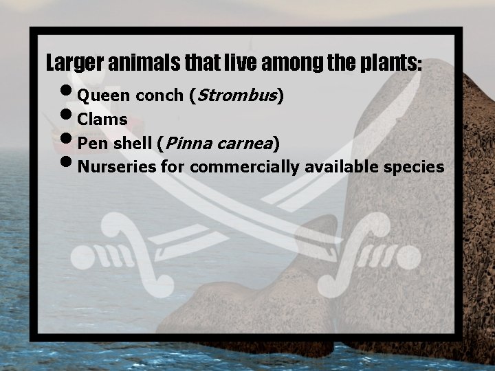 Larger animals that live among the plants: • Queen conch (Strombus) • Clams •