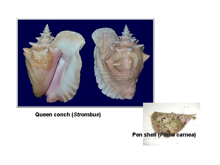 Queen conch (Strombus) Pen shell (Pinna carnea) 