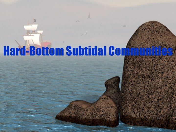 Hard-Bottom Subtidal Communities 