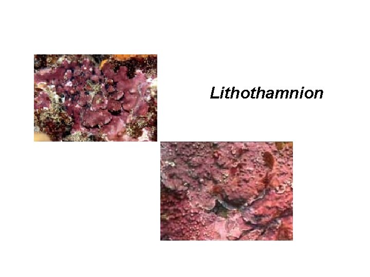 Lithothamnion 