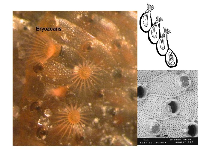 Bryozoans 