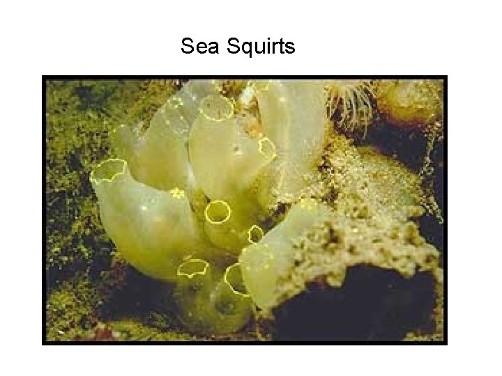 Sea Squirts 