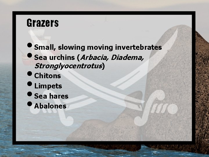 Grazers • Small, slowing moving invertebrates • Sea urchins (Arbacia, Diadema, Stronglyocentrotus) • Chitons