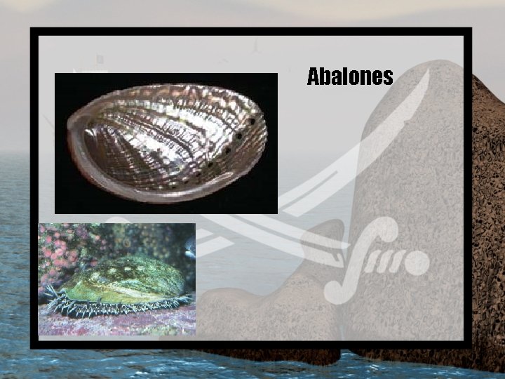 Abalones 