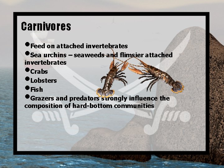 Carnivores • Feed on attached invertebrates • Sea urchins – seaweeds and flimsier attached