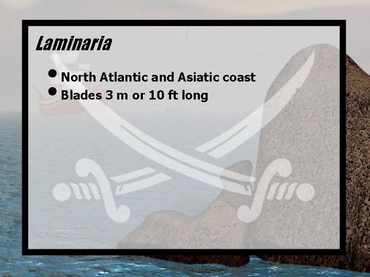 Laminaria • North Atlantic and Asiatic coast • Blades 3 m or 10 ft