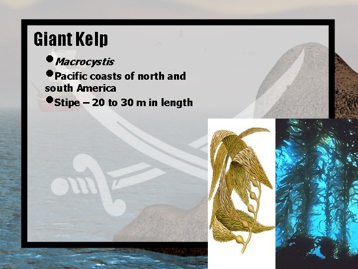 Giant Kelp • Macrocystis • Pacific coasts of north and south America • Stipe
