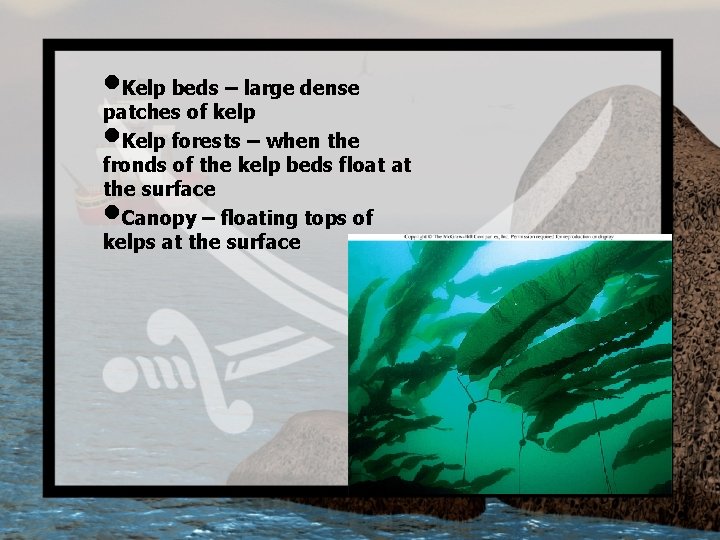  • Kelp beds – large dense patches of kelp • Kelp forests –