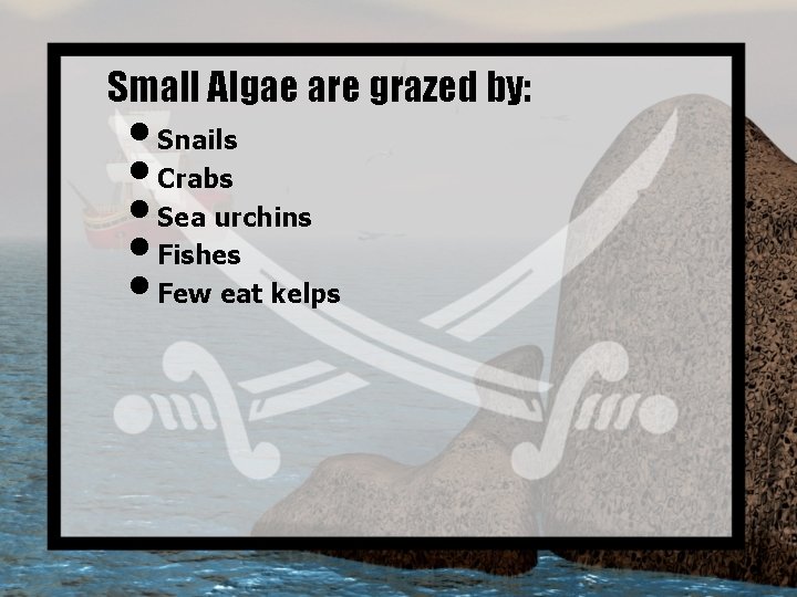 Small Algae are grazed by: • Snails • Crabs • Sea urchins • Fishes