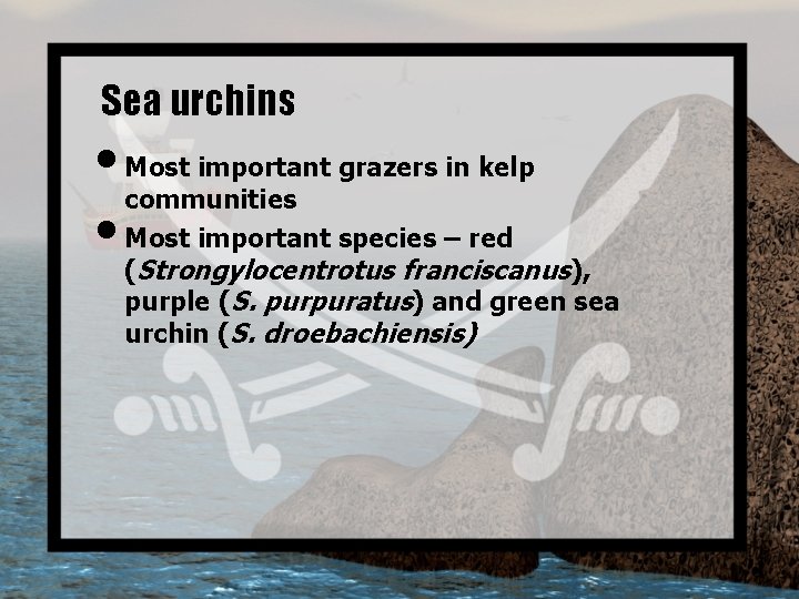 Sea urchins • Most important grazers in kelp communities • Most important species –