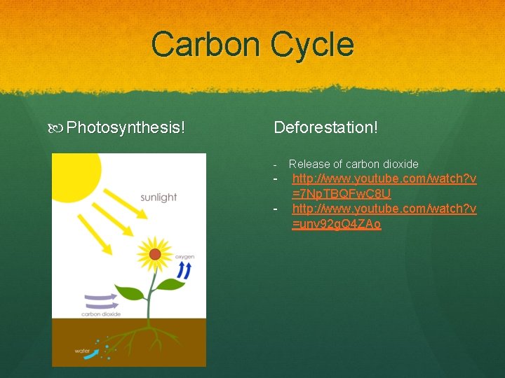 Carbon Cycle Photosynthesis! Deforestation! - Release of carbon dioxide - http: //www. youtube. com/watch?