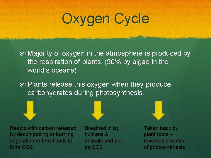 Oxygen Cycle Majority of oxygen in the atmosphere is produced by the respiration of