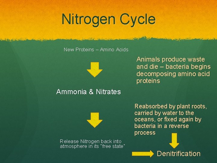 Nitrogen Cycle New Proteins – Amino Acids Animals produce waste and die – bacteria