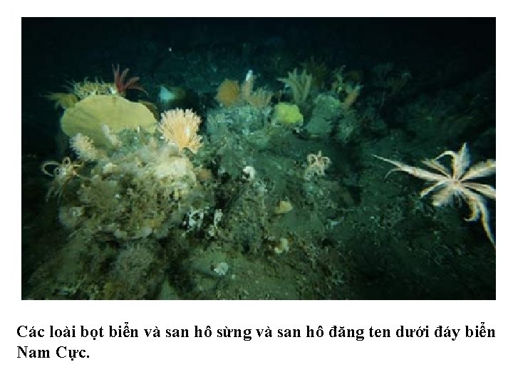 Các loài bọt biển và san hô sừng và san hô đăng ten dưới