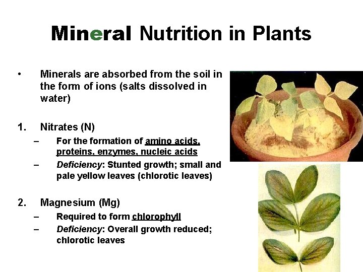 Mineral Nutrition in Plants • Minerals are absorbed from the soil in the form