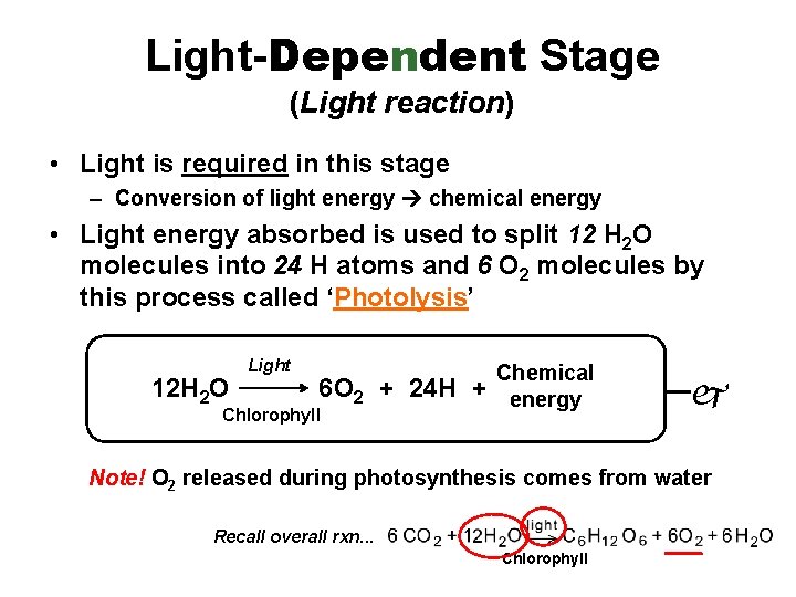 Light-Dependent Stage (Light reaction) • Light is required in this stage – Conversion of