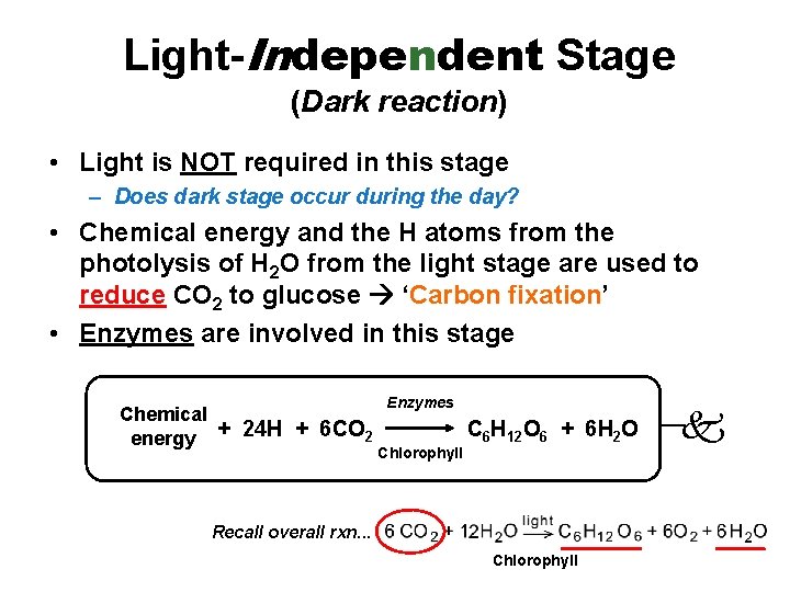 Light-Independent Stage (Dark reaction) • Light is NOT required in this stage – Does