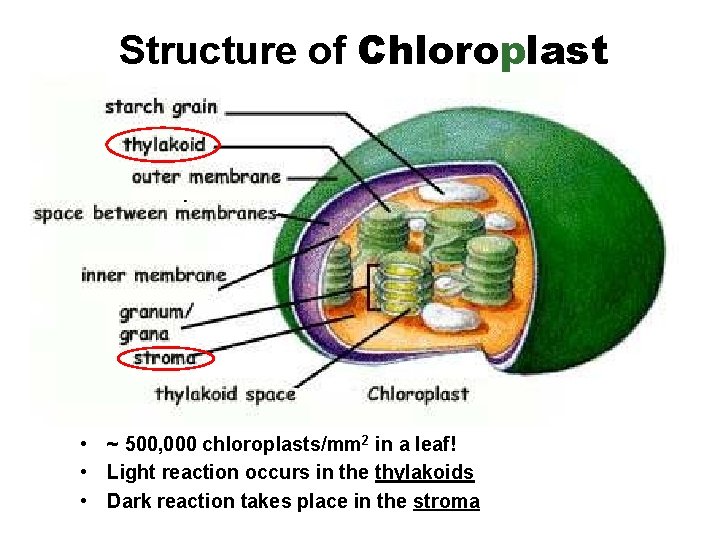 Structure of Chloroplast • ~ 500, 000 chloroplasts/mm 2 in a leaf! • Light